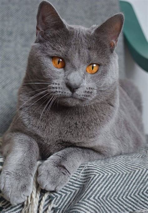 How Long Does Chartreux Cats Live Freeda Qualls Coloring Pages