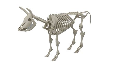 Cow Skeleton 3d Model By Fardor
