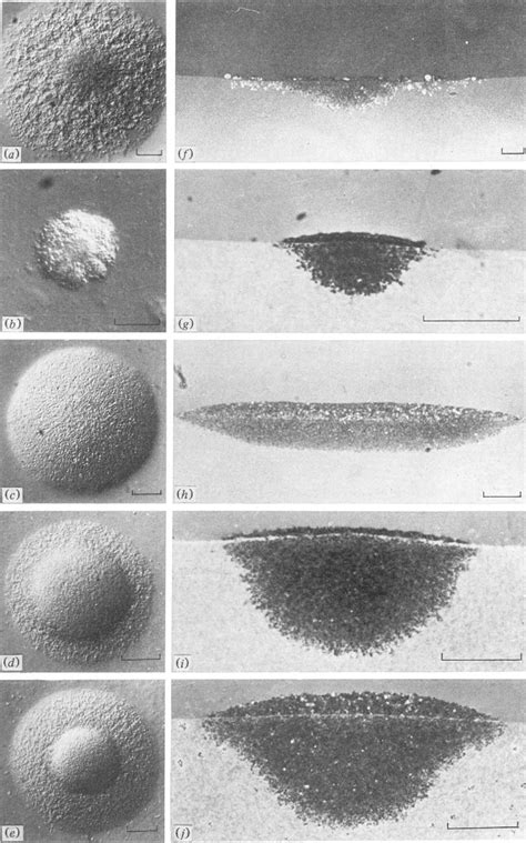 Figure 1 From Colony Morphology Ultrastructure And Morphogenesis In