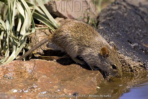 Minden Pictures Nile Rat Or Grassmouse Arvicanthus Niloticus Ndutu