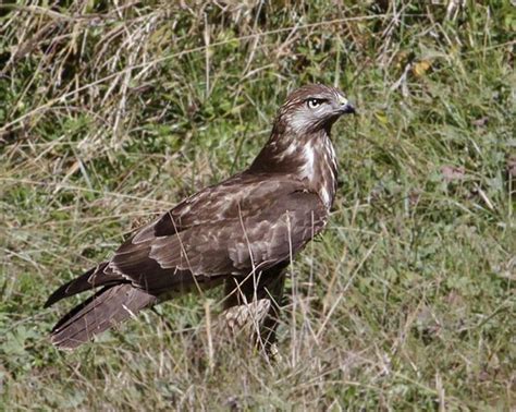 Mountain Buzzard Buteo Oreophilus On The Ground The Internet Bird