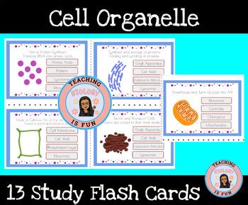 Cell Organelle Card Sort Task Cards Activity By Teachingbiologyisfun