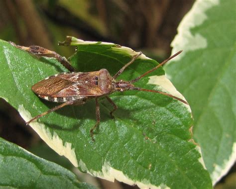 Bug Eric True Bug Tuesday Exporting The Western Conifer Seed Bug