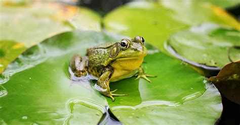 Perbedaan Contoh Amfibi Dan Reptil Balerumah Com