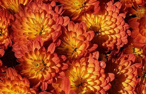 Mums Of A Different Color Photograph By Bruce Bley