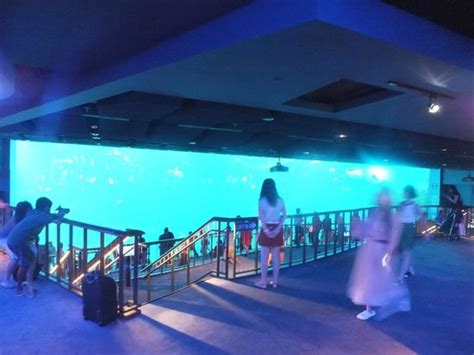 Sea Aquarium Resorts World Sentosa Picture Of Resorts World Sentosa