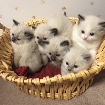 The purebred ragdoll kittens shown below are ready now or will be ready soon and each carry a 3 year genetic health guarantee, unheard of with purebred kittens! San Diego Ragbencher Ragdolls (Sassy's litter Dec 2016 ...