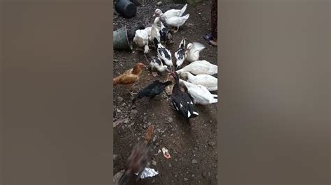 Bebek Manila Makan Bersama Ayam Shorts Youtube