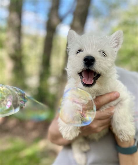 Happy Tails Playhouse - Cat & Dog Boarding in Athens GA