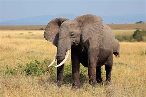 Endangered African Animals List South Africa Endangered