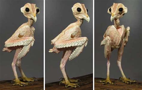 Owl Without Feathers Heres How It Will Look Like