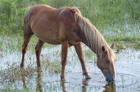 Editorial: Corolla's Wild Horses Need a Lifeline | HORSE NATION