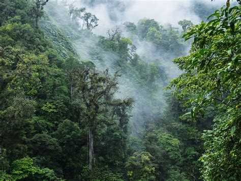 A Walk In Costa Ricas Monteverde Cloud Forest