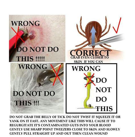 Proper And Safe Tick Removal Southpaw Animal Clinic