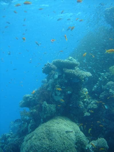 Coral Reef In Gulf Of Aqaba Image Eurekalert Science News Releases