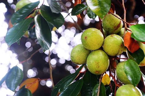 Star Apple Penang Tropical Fruit Farm