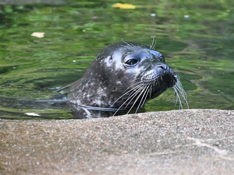 Phoca Vitulina Harbor Seal In Skansen Zoo