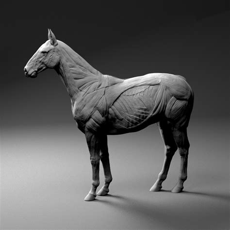 horse anatomy sculpture