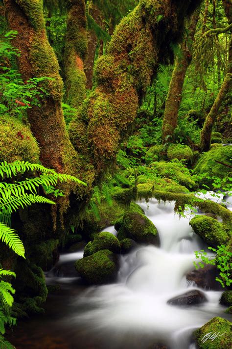 C123 Ruckel Creek Columbia River Gorge Oregon Randall J Hodges