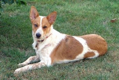 It is loyal and affectionate, and seldom barks. Corgi Cattle Dog Breed Information and Pictures