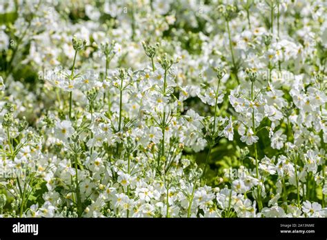 Clusters Of White Flowers Stock Photo Alamy