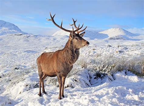 Animal Photo Gallery Scottish Landscape And Wildlife Photography By