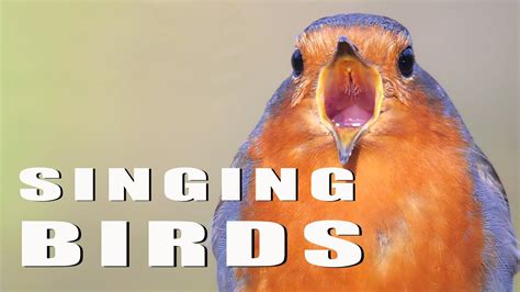 Singing Birds Part 14 Youtube