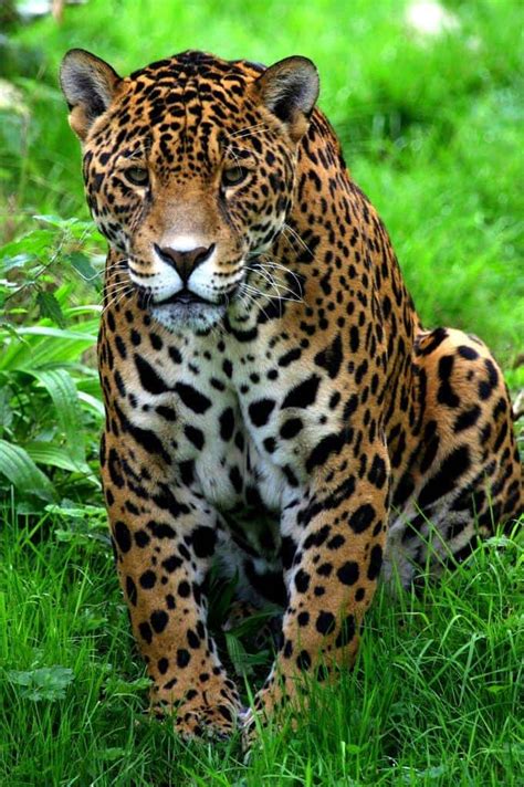 Jaguar Tropical Rainforest Animals Species Profile Jaguar Panther