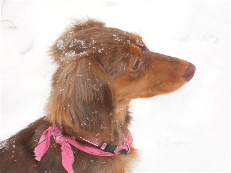 A Small Brown Dog With A Pink Collar In The Snow Looking Off Into The