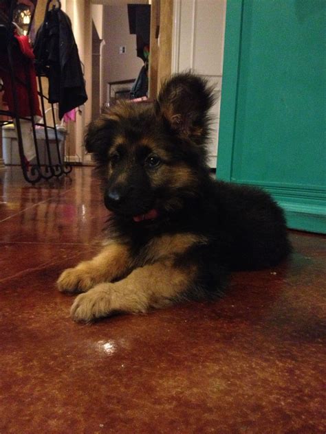 German Shepherd Puppy One Ear Up One Ear Down We Are Half Way There