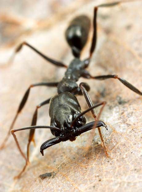 Pin On Ant Colony