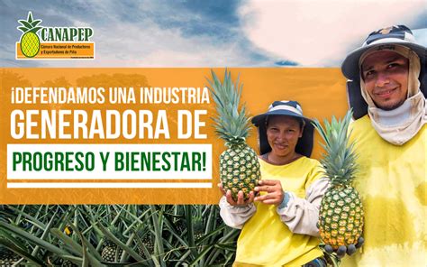 Piña En Costa Rica Industria Clave En El Desarrollo Económico Canapep