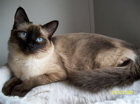 You Should Experience Burmese Cat Long Hair At Least Once