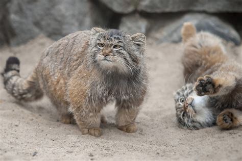 Calgary Zoo Has Two New Pallas Cat Sisters Named Nox And Pema Cipher Pol