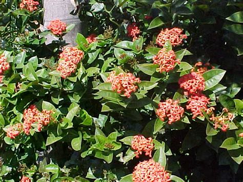 Plants with this icon have to be special small pinkish white flowers in spring and purple berries in fall. Ixora