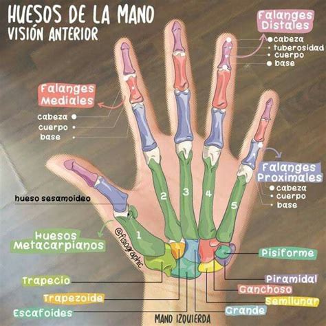 Huesos De La Mano Anatomia Y Fisiologia Humana Anatomía Médica