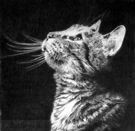 1000 Images About Sketches Cats On Pinterest