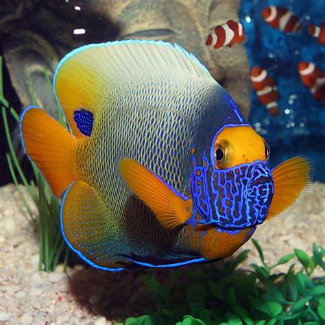 Blueface Angelfish Adult Fast Professional Service Abyss Aquatics