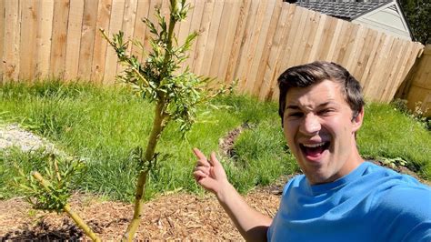 Update On Our 4FT Tall Weeping Willow Cutting YouTube