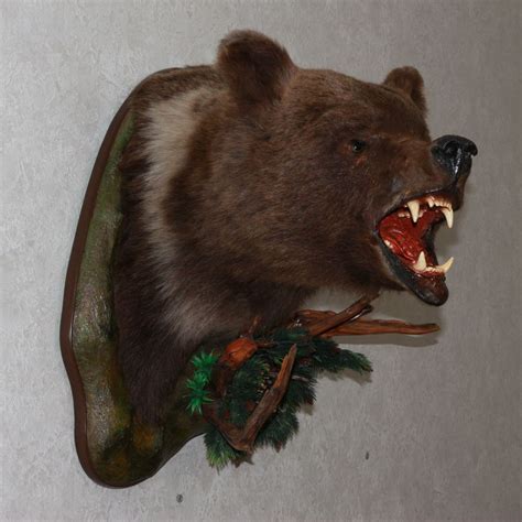 Siberian Brown Bear Taxidermy Head Shoulder Mount Stuffed Animal For