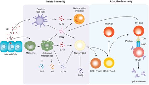 The epithelium in innate immunity. Innate and adaptive immune responses to Chlamydia ...