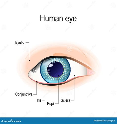 Diagram Of The Human Eye With Parts Labeled Stock