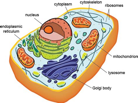 Chloroplast are found in plant cells and they are used to make food for the plant through photosynthesis. Structures in All Eukaryotic Cells | Shmoop