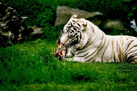 White Tiger Eating Photographic Prints By Adamg17 Redbubble