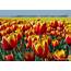 Jana Around The World Tulips In Flevoland 2014 Noordoostpolder Is A 