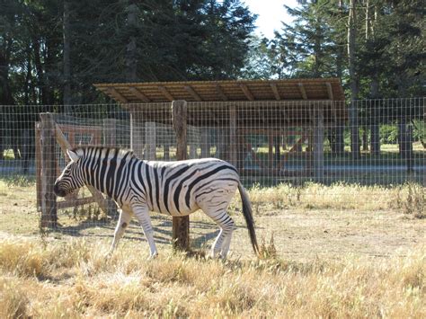 Olympic Game Farm Grants Zebra Zoochat