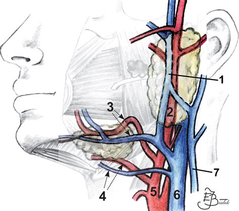Us Of The Major Salivary Glands Anatomy And Spatial Relationships