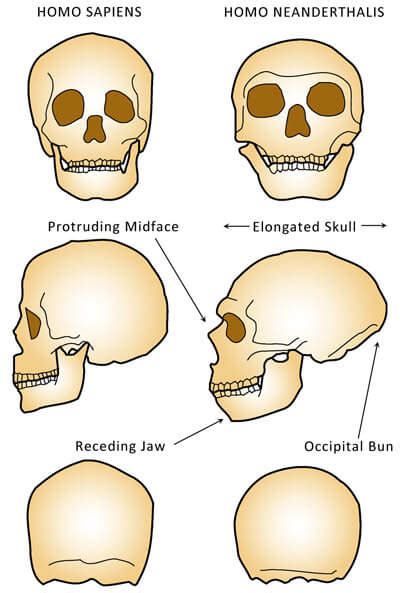 The Middle Paleolithic Period Sample Research Paper Chapter