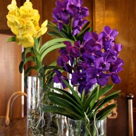 The Plant Collection Of Anco Pure Vanda Is Available In A Colorful