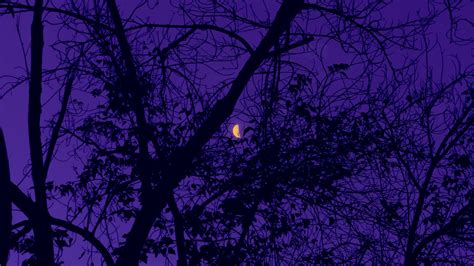 Download Wallpaper 1920x1080 Trees The Moon Night Sky Purple Full